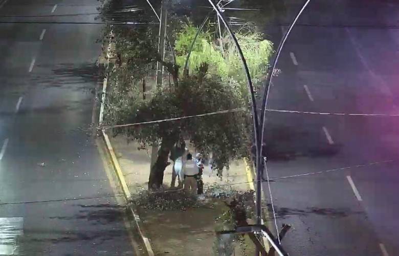 Detienen a cuatro individuos por poda clandestina de árboles en Metepec