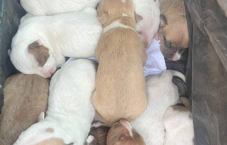 Rescata Gobierno de Toluca 16 perritos de un inmueble asegurado 