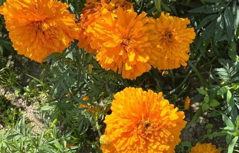 Incrementarán los precios de la Flor por la disminución de la producción en el sur mexiquense