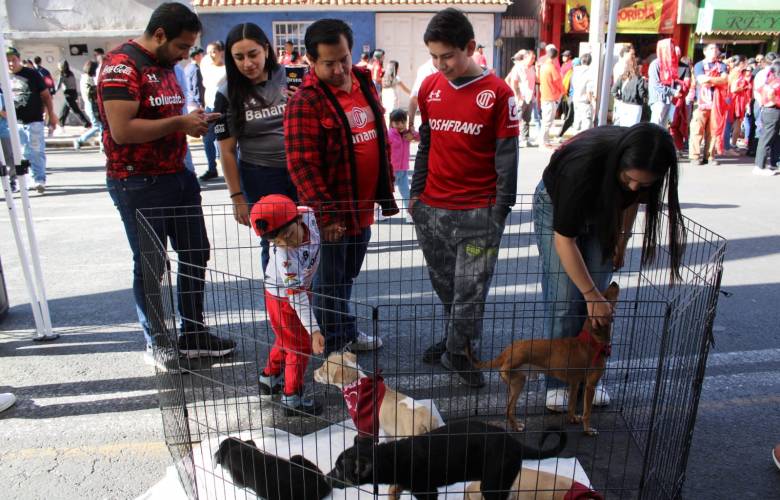 Crea EdoMéx fondo para fortalecer protección y bienestar animal
