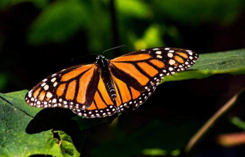 Probosque realiza acciones para conservar la reserva de la mariposa monarca