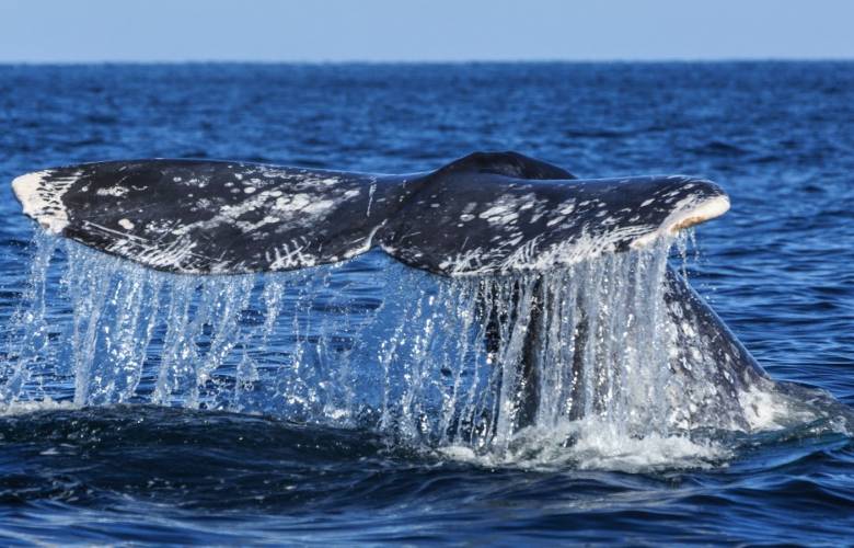 Drones, hidrófonos y menos plástico, las claves de Los Cabos para un turismo de ballenas más responsable