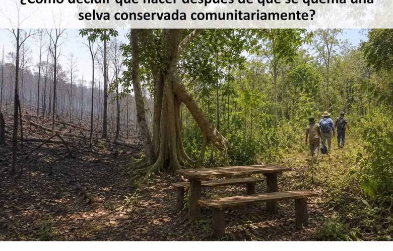 Especialista sugiere abordaje transdisciplinario para la regeneración forestal