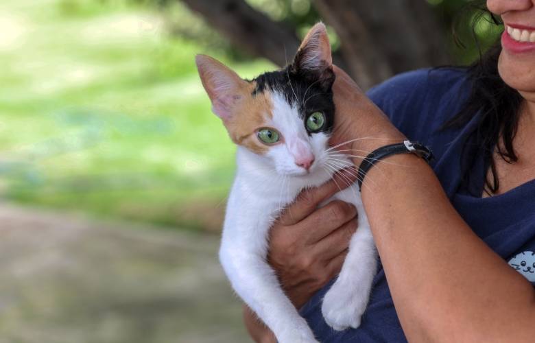 Recomienda especialista de la UAEMéx reforzar cuidados para garantizar salud de los gatos