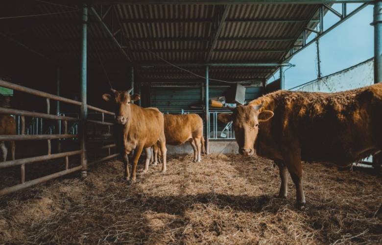 AMEG llama a fortalecer la vigilancia sanitaria, la competitividad y la soberanía alimentaria