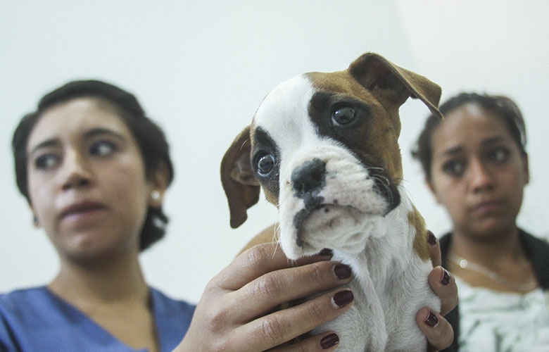 Aplicarán en edomex más de 2.6 millones de vacunas durante semana nacional de antirrábica canina y felina 2016