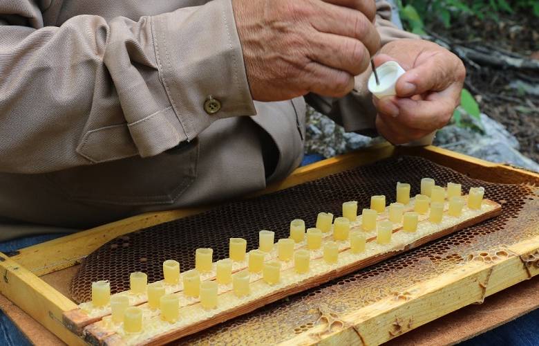 Produce apicultor mexiquense más de 6 mil abejas reina por año