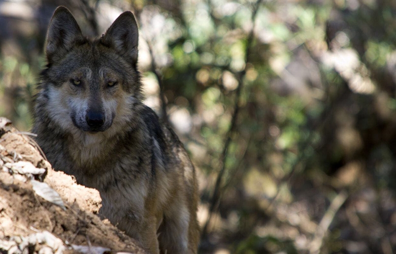 Trabajan en la reproducción para salvar de la extinción al lobo gris mexicano