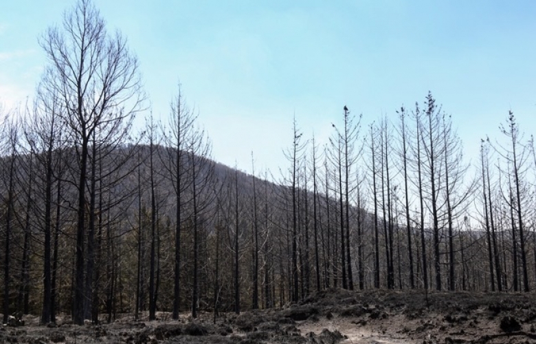 Plantará probosque más de 345 mil árboles en zona afectada por incendio en texcoco 