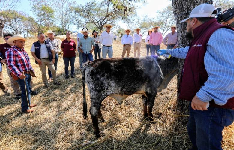 Refuerza Gobierno del EdoMéx acciones sanitarias para contener el gusano barrenador del ganado