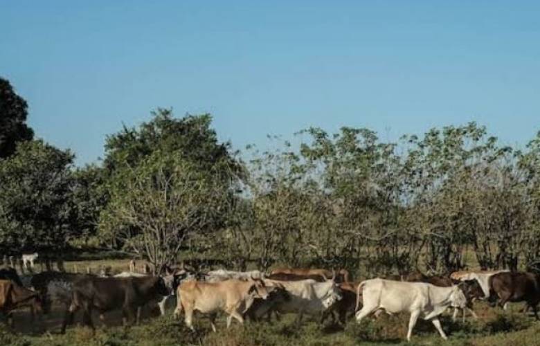 Anuncia Sheinbaum reanudación de exportaciones de ganado mexicano a Estados Unidos