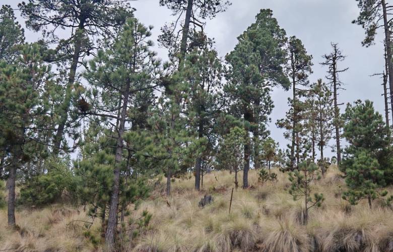 Proyecta Edoméx certificar 600 empresas forestales para fortalecer el manejo sustentable