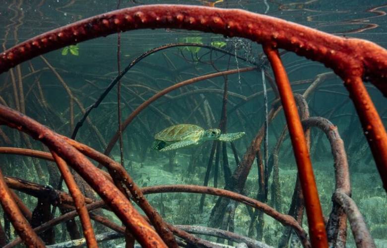Alerta ONU: el mundo se aleja de sus metas de biodiversidad; se gasta más en destruir que en proteger