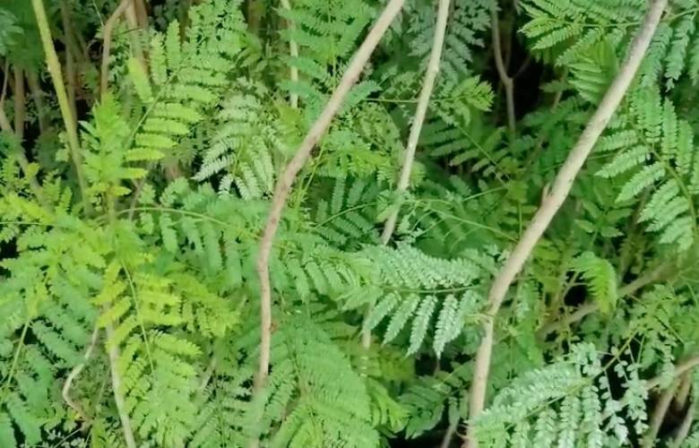 Inicia Toluca arborización del Parque Industrial con especies de gran tamaño