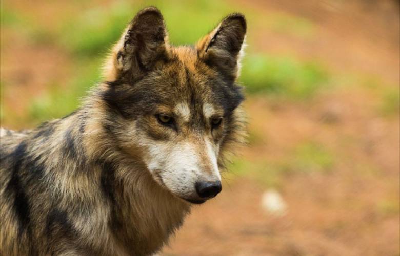 Tendrá Edomex el mayor Centro de Conservación del lobo gris mexicano