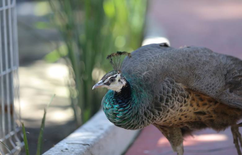 Miles visitan el Aviario de Ecatepec, totalmente gratuito