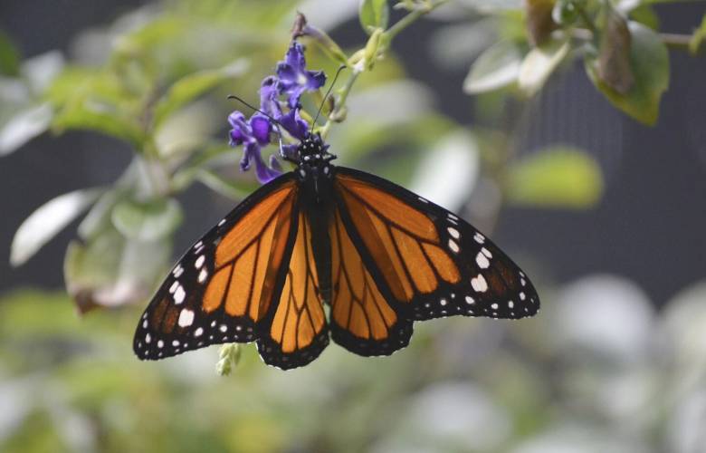 La batalla de la mariposa monarca en México 