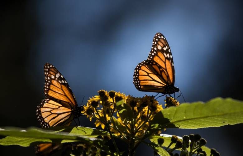 Gobierno del EdoMéx invita a vivir el avistamiento de la Mariposa Monarca en bosques mexiquenses