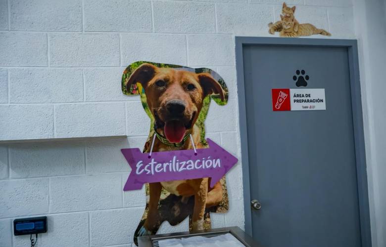 Mantiene Toluca campaña gratuita de esterilización y vacunación durante vacaciones