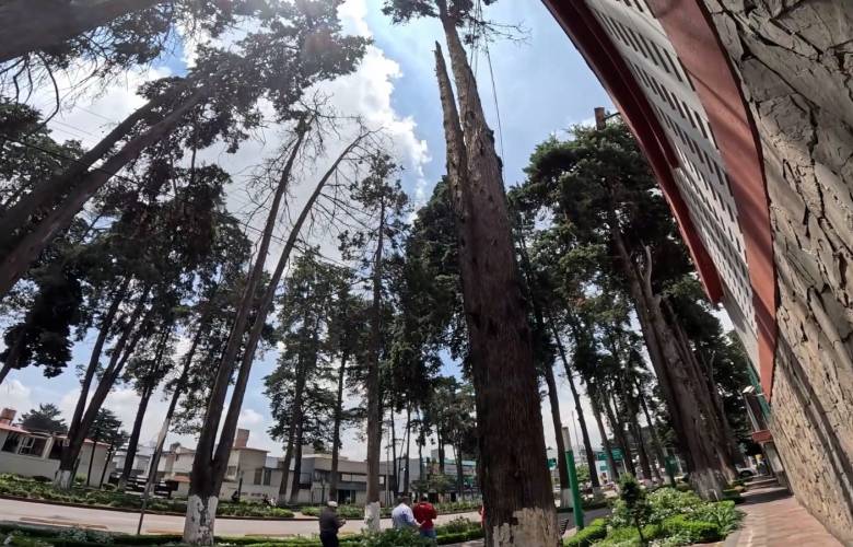 Ordena Toluca retiro y sustitución de árboles en riesgo en Paseo Colón