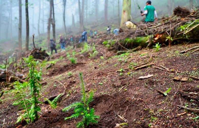 Inicia Ocoyoacac jornada de restauración forestal con plantación de especies nativas