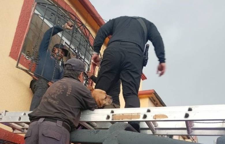 Rescatan policías de Ecatepec y PC a canino atrapado en ventana en Las Américas