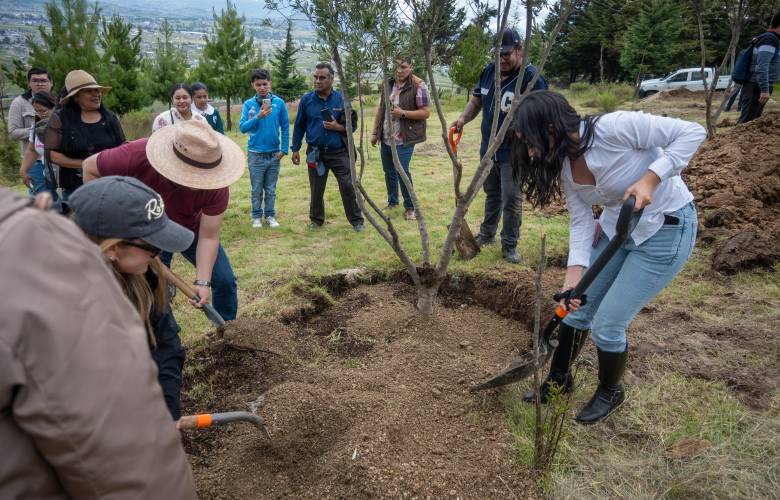 Refuerza Toluca recuperación ambiental del Cerro del Perico con plantación de olivos