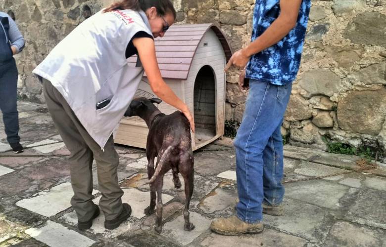 Endurece EdoMéx sanciones contra el maltrato animal y permitirá perseguir casos de crueldad de oficio