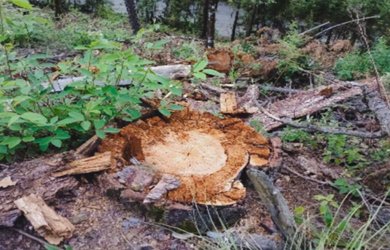 Frena Profepa obras por cambio ilegal de uso de suelo en Coatepec Harinas