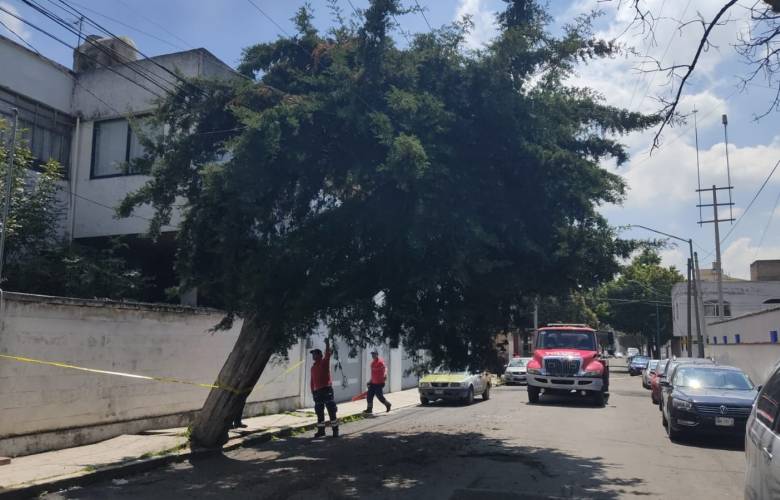 Mantienen brigadas labores para retirar árboles caídos tras lluvias en Toluca