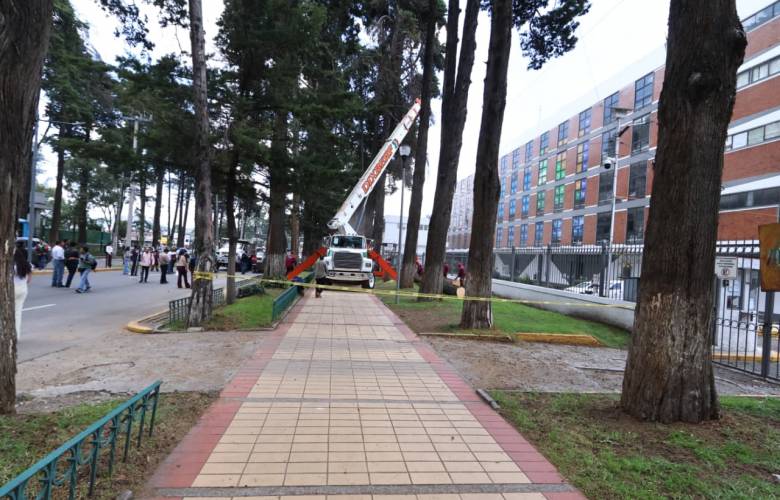 Inicia Toluca retiro preventivo de árboles secos en Paseo Colón