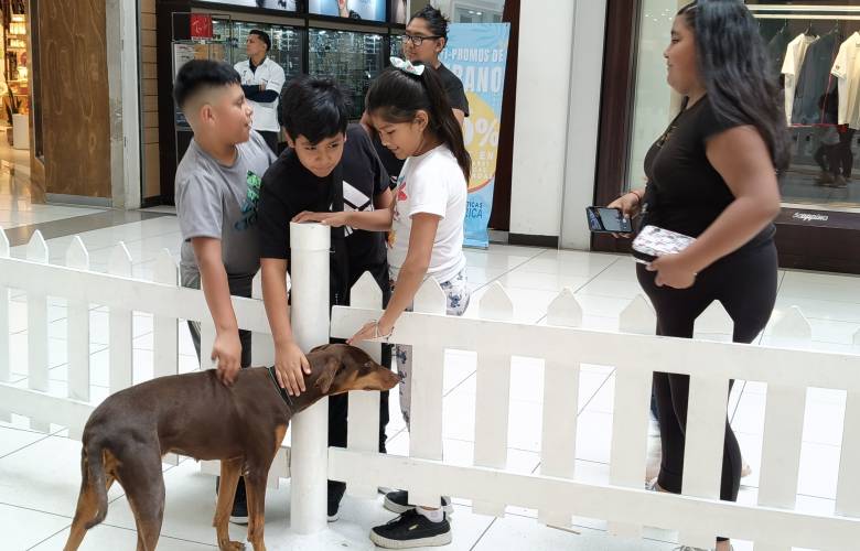 Más de 470 perritos rescatados por el albergue Huixquican encuentran un nuevo hogar