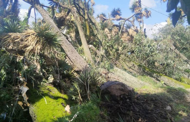 Atienden autoridades caída de árboles tras lluvias en la zona sur de Toluca
