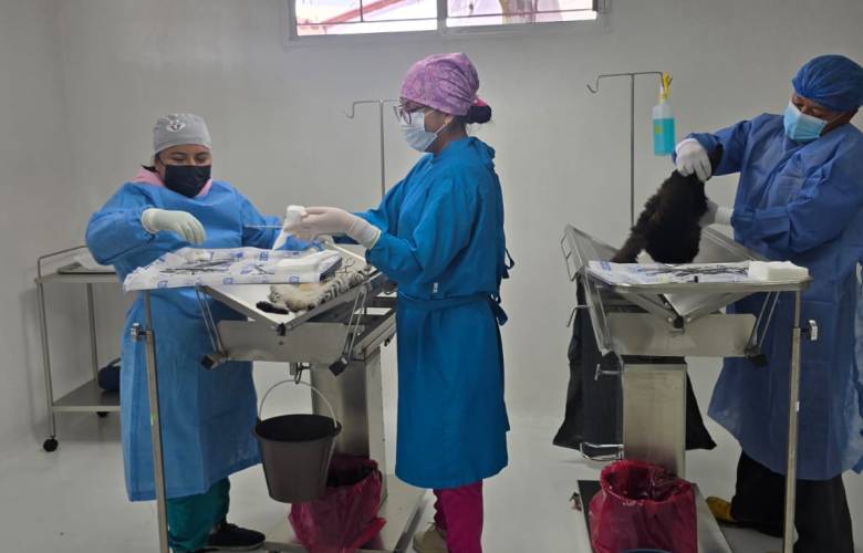 Fortalece Toluca bienestar animal con 23 mil 500 esterilizaciones