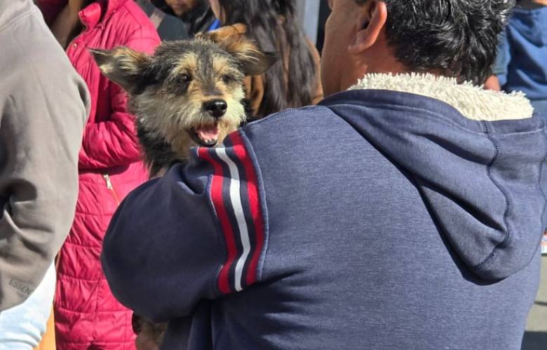 Logran en Toluca esterilizar a mas de 115 animales 