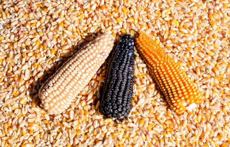 Estrechan Gobiernos de México y del EdoMéx alianza para proteger y expandir el maíz criollo