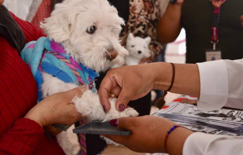 Incorpora EdoMéx registro de mascotas y nuevos mecanismos de protección animal