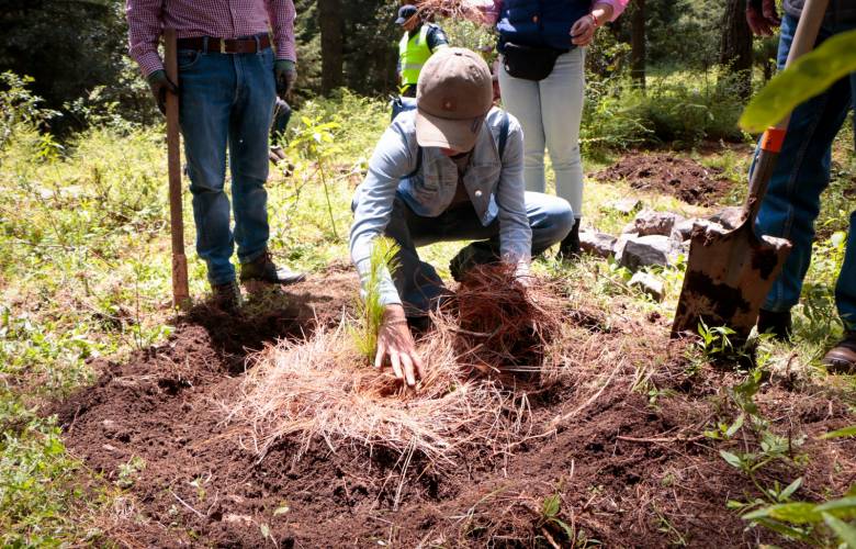 Restaura Edomex 3.8 hectáreas de bosque afectadas por plaga en Timilpan