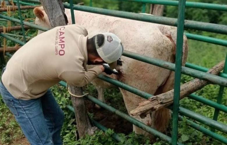 Mantiene EdoMéx bajo control al Gusano Barrenador del Ganado y suma barreras sanitarias