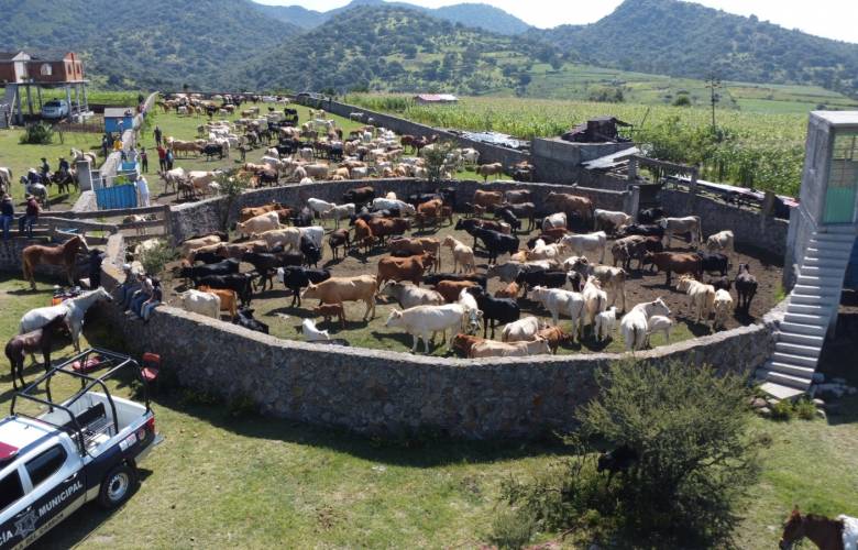Arranca Edomex jornada preventiva para proteger al ganado bovino