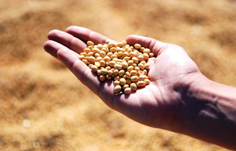 Mexicanos estigmatizan leguminosas; se reduce ingesta de frijol  