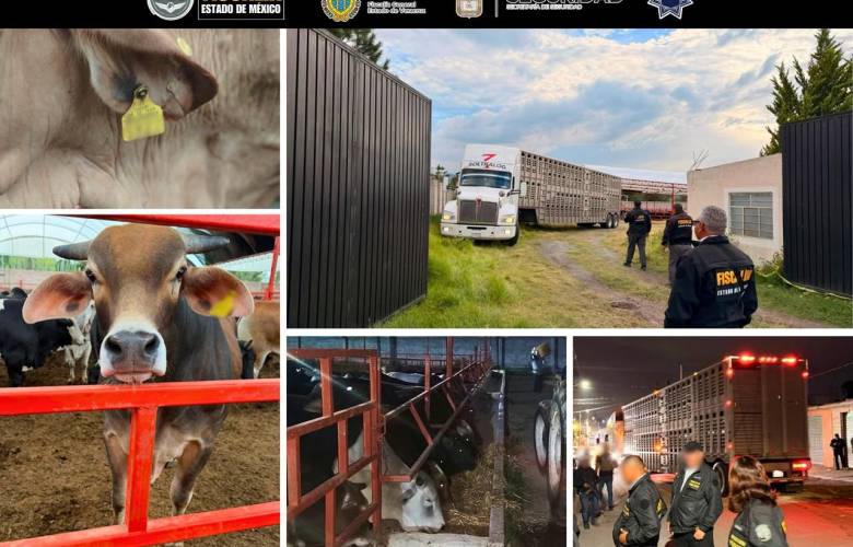 Recuperan 136 cabezas de ganado durante cateo en predio de Otumba