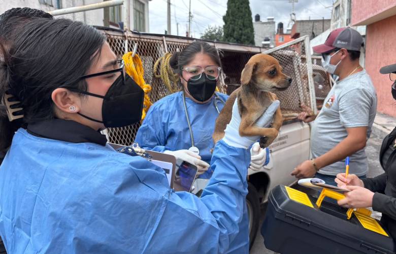 Rescatan en Toluca a 11 animales durante cateo por presunto maltrato