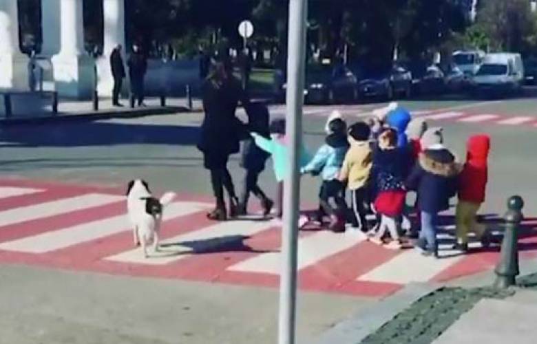 Perro callejero ayuda a controlar el tráfico (vídeo)