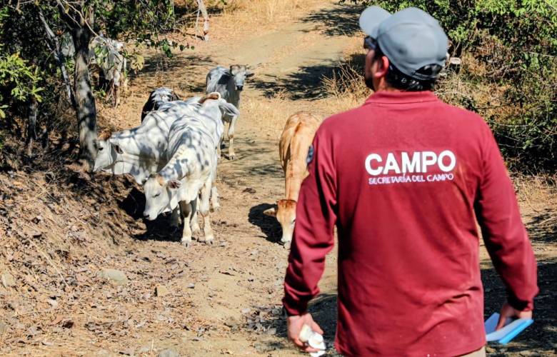 Despliega el GEM 20 brigadas de veterinarios para prevenir propagación del gusano barrenador en el sur de la entidad