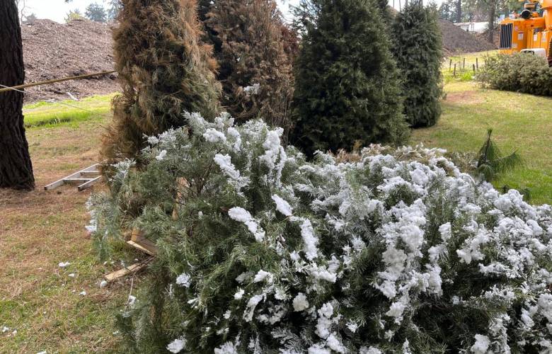 Inicia acopio de árboles naturales de navidad en Edomex para reciclaje