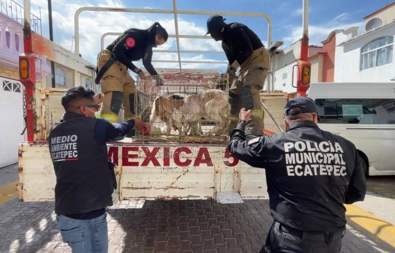 Rescatan a más de 700 animales hacinados en vivienda de Las Américas en Ecatepec