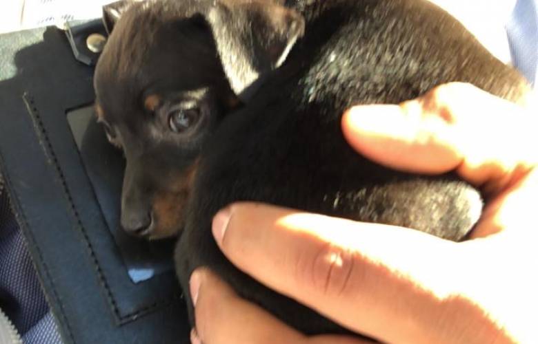 Exhorta toluca a denunciar venta de animales en vía pública 