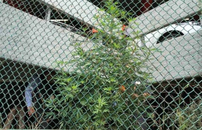 Hallan plantas de mariguana en el aeropuerto de cdmx