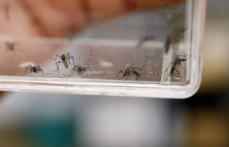 Realiza Secretaría de Salud campaña para prevenir el dengue en el EdoMéx